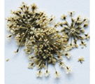 Severina Сухоцветы Dried flowers тон Fm21 белый