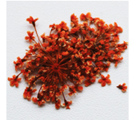 Severina Сухоцветы Dried flowers тон Fm25 оранжевый