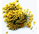 Severina Сухоцветы Dried flowers тон Fm22 желтый